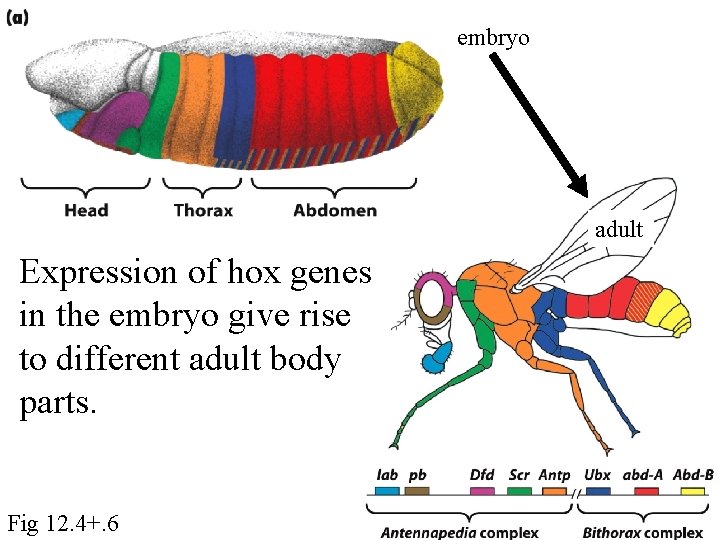 embryo adult Expression of hox genes in the embryo give rise to different adult