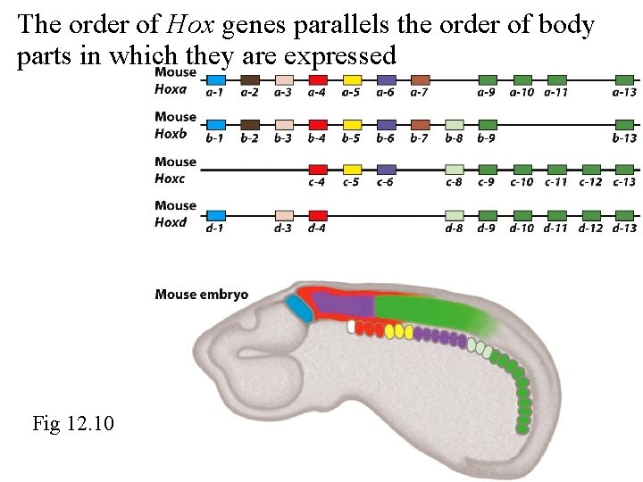 The order of Hox genes parallels the order of body parts in which they