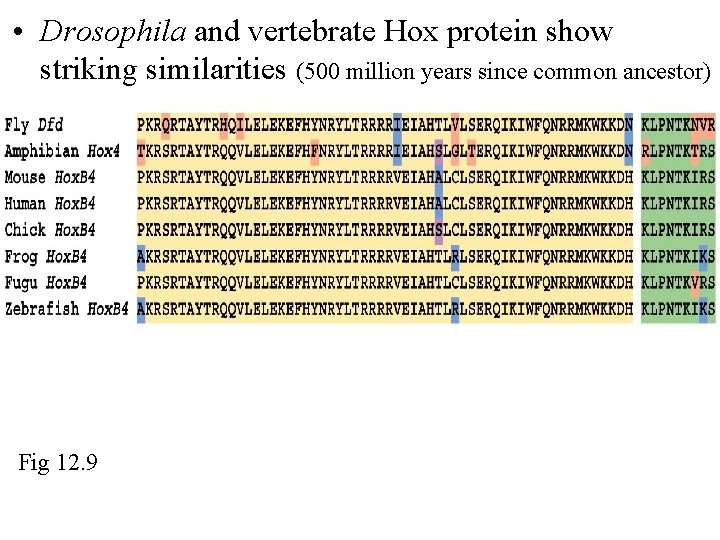  • Drosophila and vertebrate Hox protein show striking similarities (500 million years since