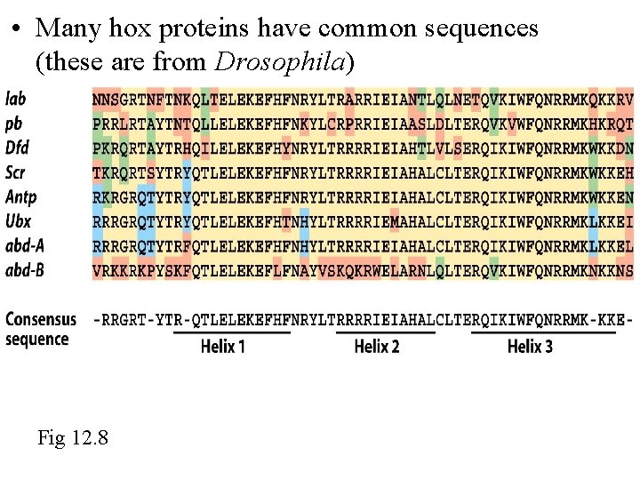  • Many hox proteins have common sequences (these are from Drosophila) Fig 12.