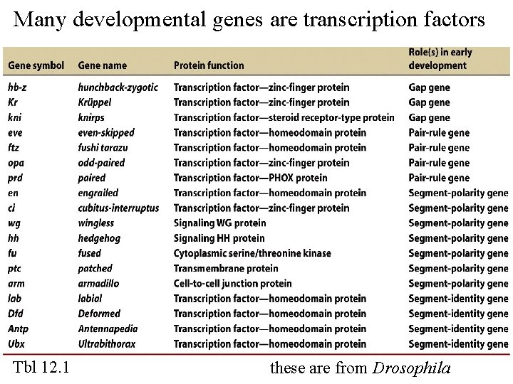 Many developmental genes are transcription factors Tbl 12. 1 these are from Drosophila 