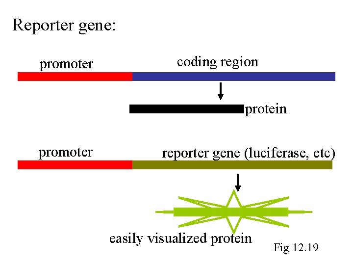 Reporter gene: promoter coding region protein promoter reporter gene (luciferase, etc) easily visualized protein