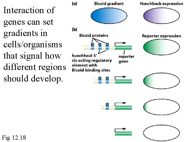 Interaction of genes can set gradients in cells/organisms that signal how different regions should