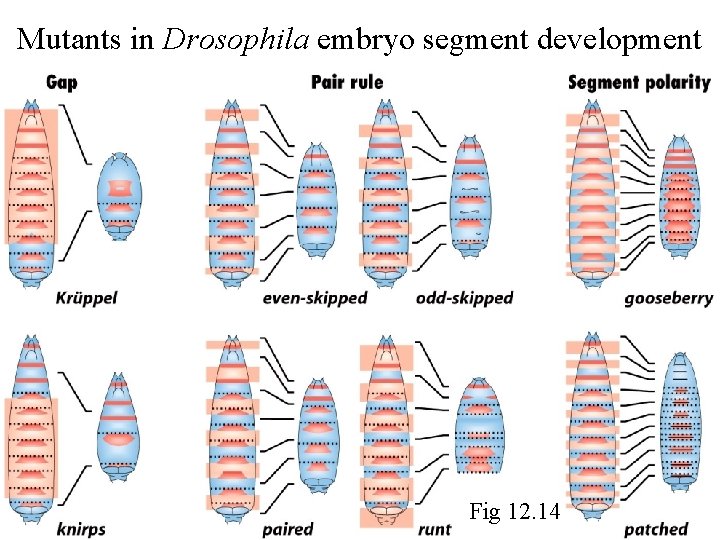 Mutants in Drosophila embryo segment development Fig 12. 14 