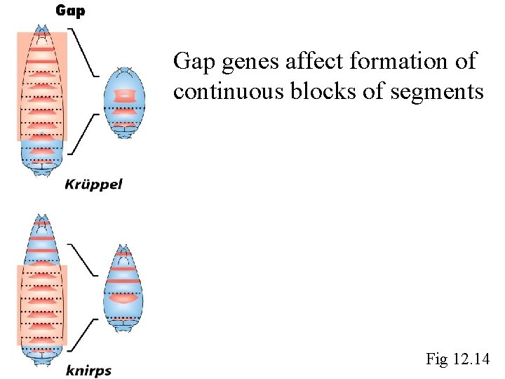 Gap genes affect formation of continuous blocks of segments Fig 12. 14 