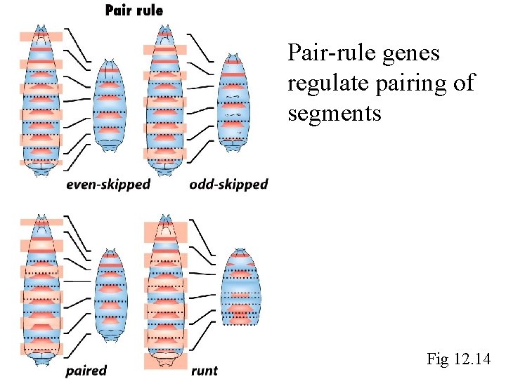 Pair-rule genes regulate pairing of segments Fig 12. 14 