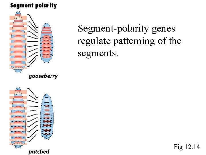 Segment-polarity genes regulate patterning of the segments. Fig 12. 14 