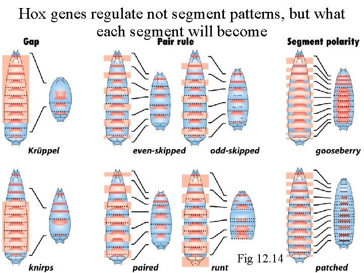 Hox genes regulate not segment patterns, but what each segment will become Fig 12.