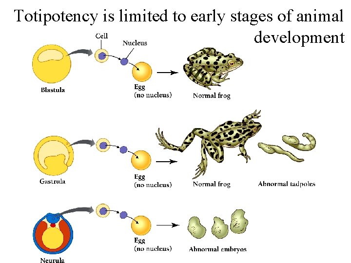 Totipotency is limited to early stages of animal development 