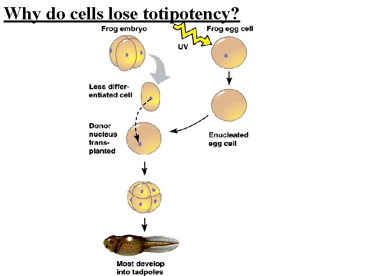 Why do cells lose totipotency? 