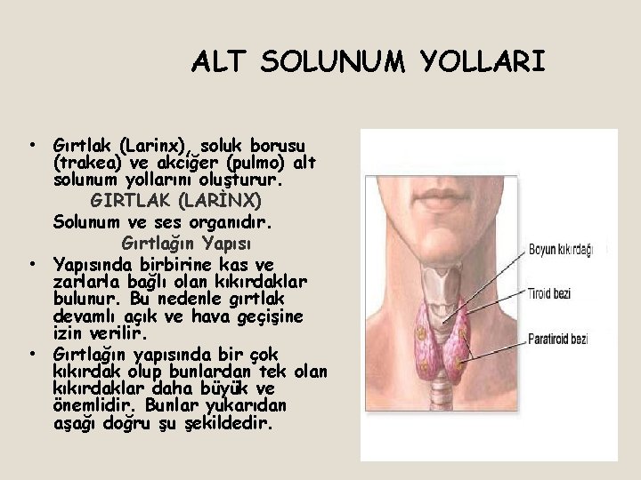 ALT SOLUNUM YOLLARI • Gırtlak (Larinx), soluk borusu (trakea) ve akciğer (pulmo) alt solunum