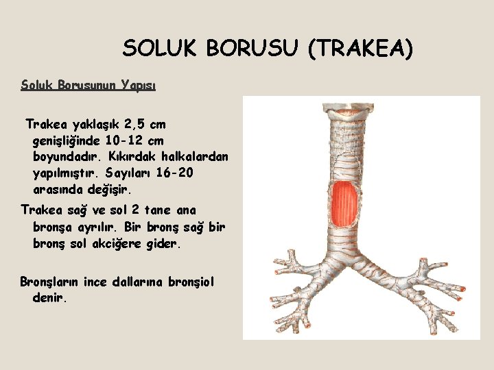 SOLUK BORUSU (TRAKEA) Soluk Borusunun Yapısı Trakea yaklaşık 2, 5 cm genişliğinde 10 -12