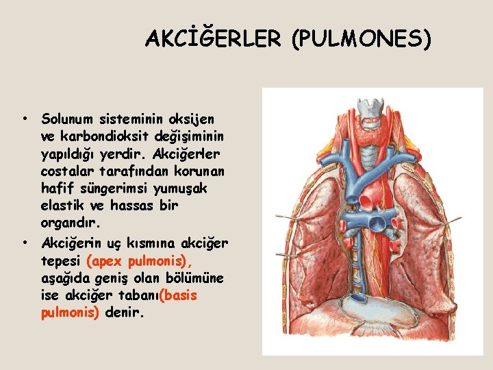 AKCİĞERLER (PULMONES) • Solunum sisteminin oksijen ve karbondioksit değişiminin yapıldığı yerdir. Akciğerler costalar tarafından