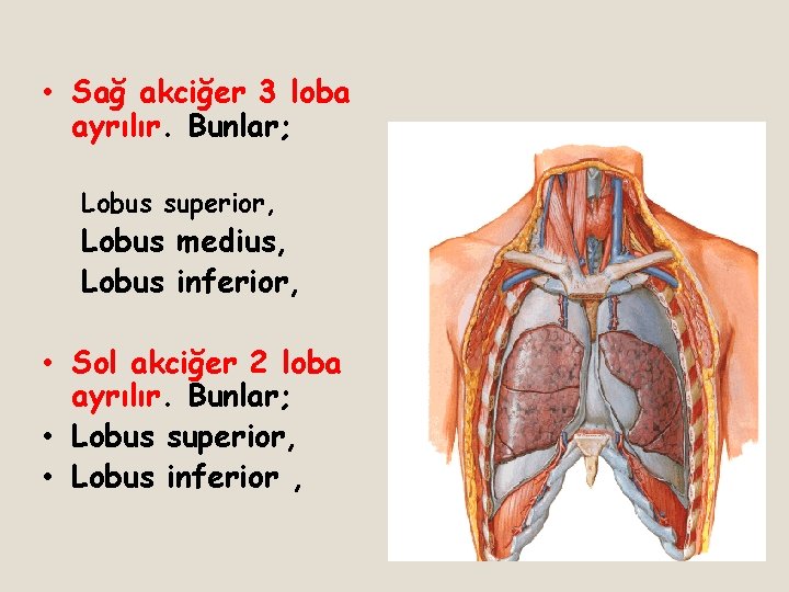  • Sağ akciğer 3 loba ayrılır. Bunlar; Lobus superior, Lobus medius, Lobus inferior,