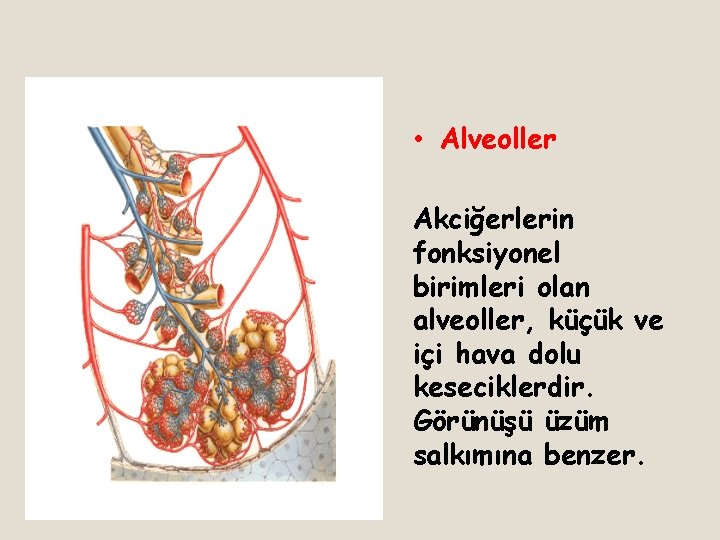  • Alveoller Akciğerlerin fonksiyonel birimleri olan alveoller, küçük ve içi hava dolu keseciklerdir.