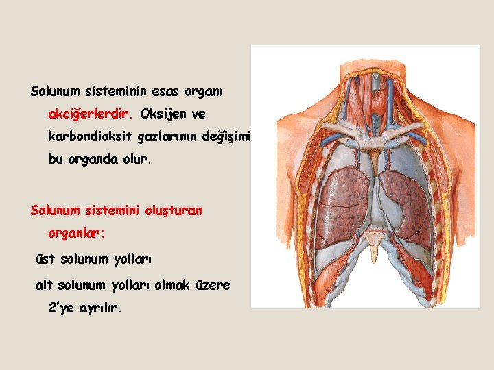 Solunum sisteminin esas organı akciğerlerdir. Oksijen ve karbondioksit gazlarının değişimi bu organda olur. Solunum