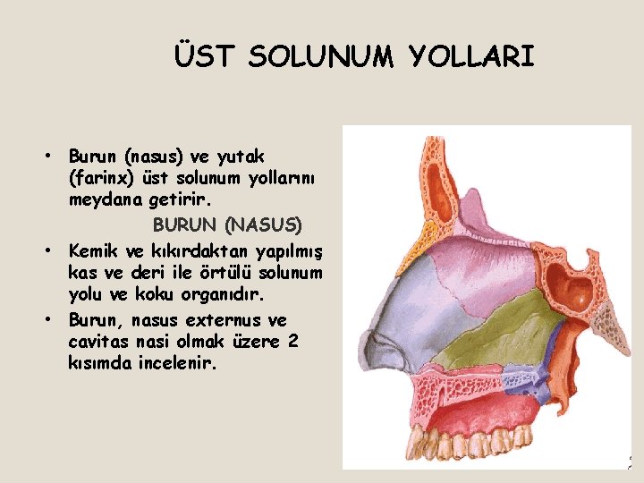 ÜST SOLUNUM YOLLARI • Burun (nasus) ve yutak (farinx) üst solunum yollarını meydana getirir.