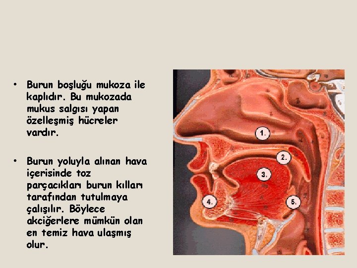  • Burun boşluğu mukoza ile kaplıdır. Bu mukozada mukus salgısı yapan özelleşmiş hücreler