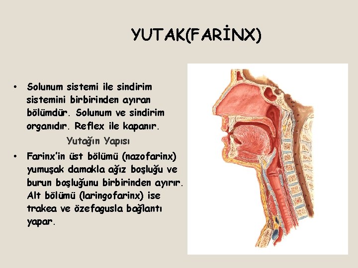 YUTAK(FARİNX) • Solunum sistemi ile sindirim sistemini birbirinden ayıran bölümdür. Solunum ve sindirim organıdır.