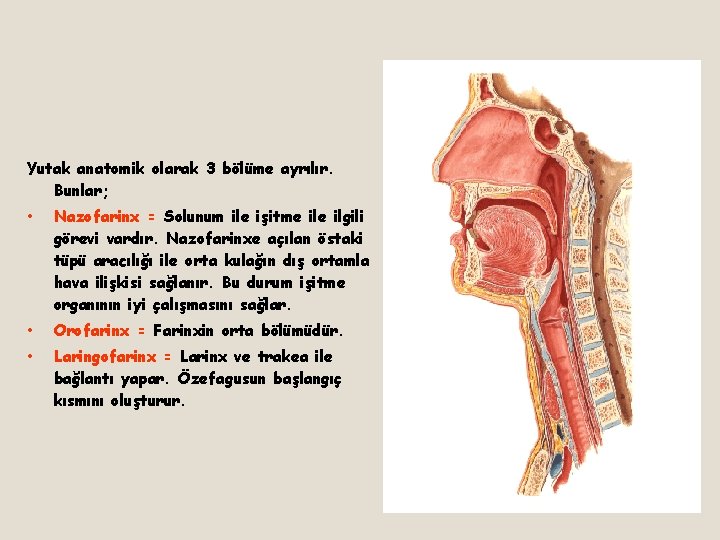 Yutak anatomik olarak 3 bölüme ayrılır. Bunlar; • Nazofarinx = Solunum ile işitme ilgili