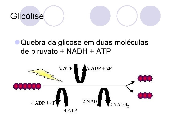 Glicólise l Quebra da glicose em duas moléculas de piruvato + NADH + ATP