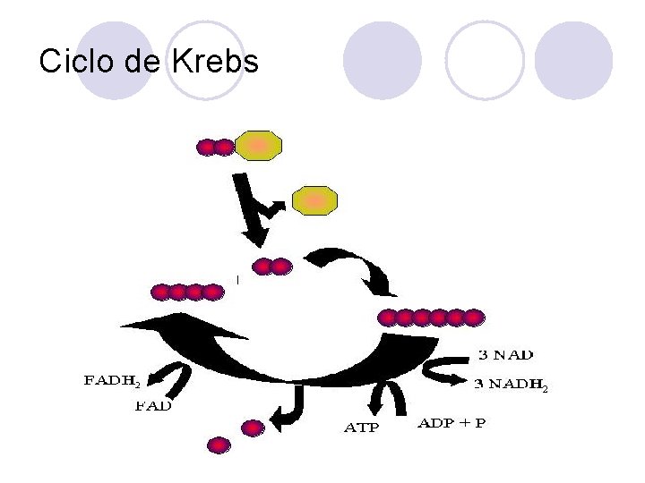 Ciclo de Krebs 