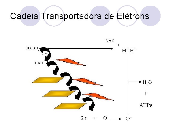 Cadeia Transportadora de Elétrons 