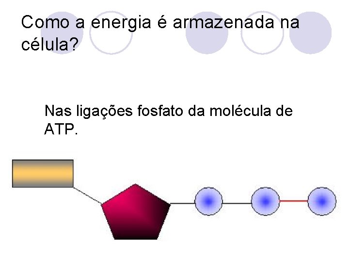 Como a energia é armazenada na célula? Nas ligações fosfato da molécula de ATP.