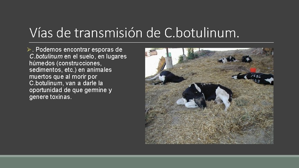 Vías de transmisión de C. botulinum. Ø. Podemos encontrar esporas de C. botulinum en