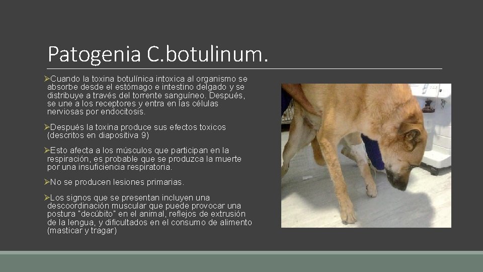 Patogenia C. botulinum. ØCuando la toxina botulínica intoxica al organismo se absorbe desde el