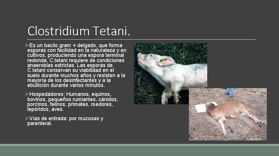 Clostridium Tetani. ØEs un bacilo gram + delgado, que forma esporas con facilidad en