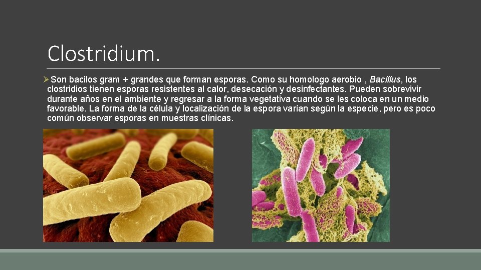 Clostridium. ØSon bacilos gram + grandes que forman esporas. Como su homologo aerobio ,