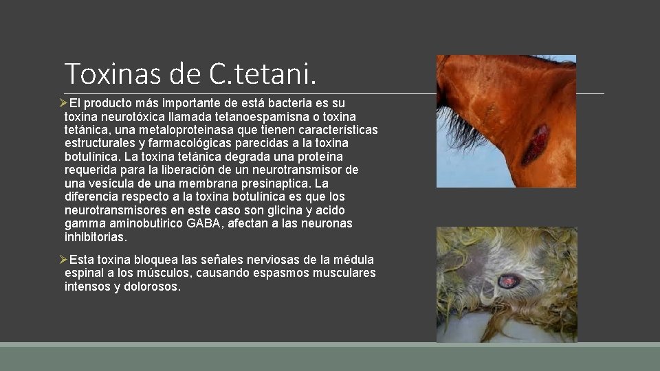 Toxinas de C. tetani. ØEl producto más importante de está bacteria es su toxina