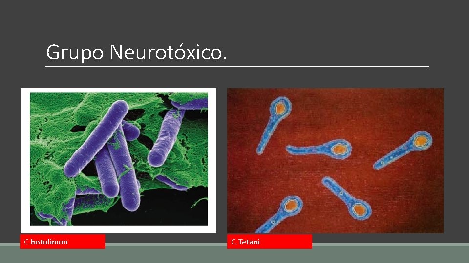 Grupo Neurotóxico. C. botulinum C. Tetani 