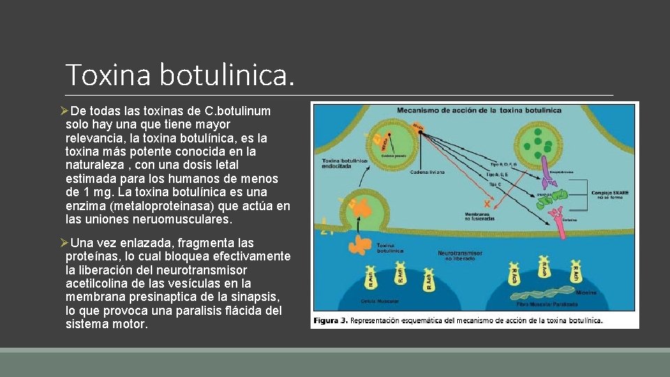 Toxina botulinica. ØDe todas las toxinas de C. botulinum solo hay una que tiene