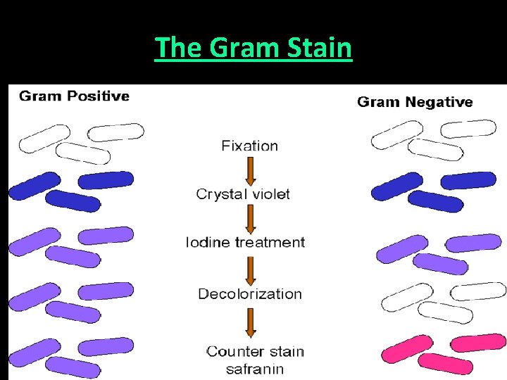 The Gram Stain 