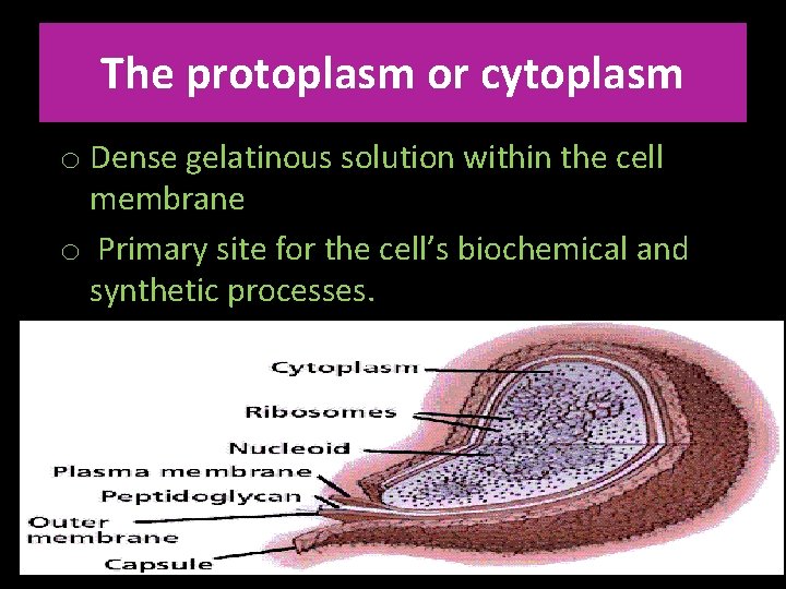 The protoplasm or cytoplasm o Dense gelatinous solution within the cell membrane o Primary
