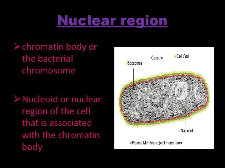 Nuclear region Ø chromatin body or the bacterial chromosome Ø Nucleoid or nuclear region