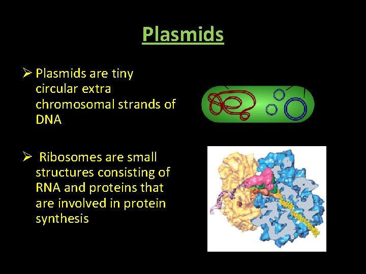 Plasmids Ø Plasmids are tiny circular extra chromosomal strands of DNA Ø Ribosomes are