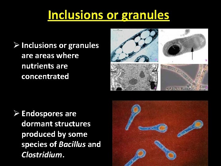 Inclusions or granules Ø Inclusions or granules areas where nutrients are concentrated Ø Endospores