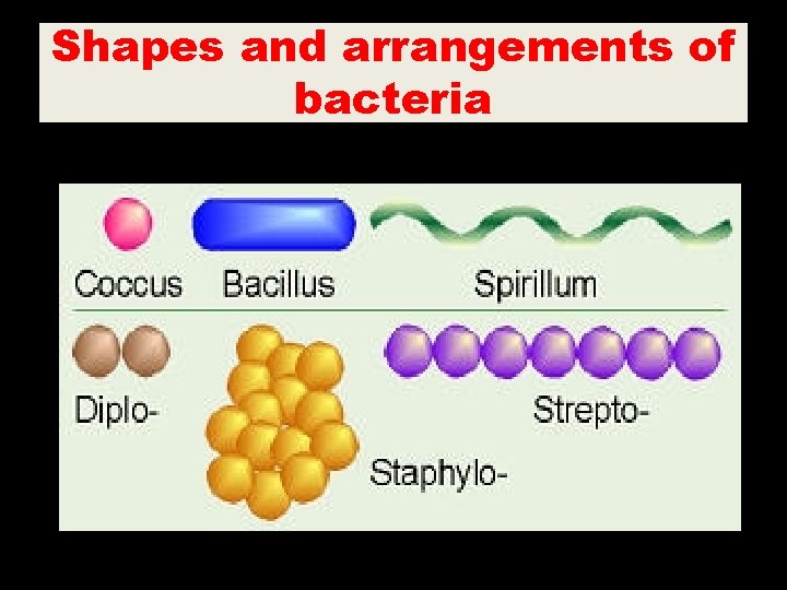 Shapes and arrangements of bacteria 