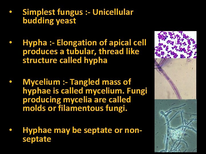  • • Simplest fungus : - Unicellular budding yeast Hypha : - Elongation