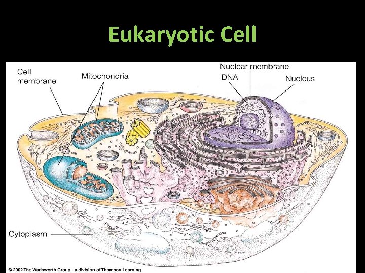 Eukaryotic Cell Eukaryotic Cell