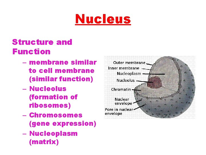 Nucleus Structure and Function – membrane similar to cell membrane (similar function) – Nucleolus