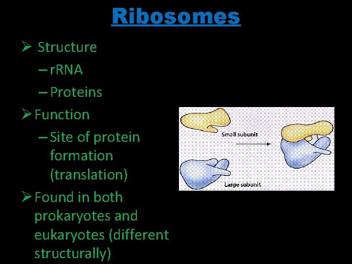 Ribosomes Ø Structure – r. RNA – Proteins Ø Function – Site of protein