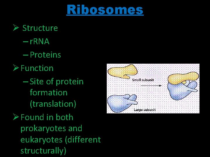 Ribosomes Ø Structure – r. RNA – Proteins Ø Function – Site of protein Ribosomes Ø Structure – r. RNA – Proteins Ø Function – Site of protein