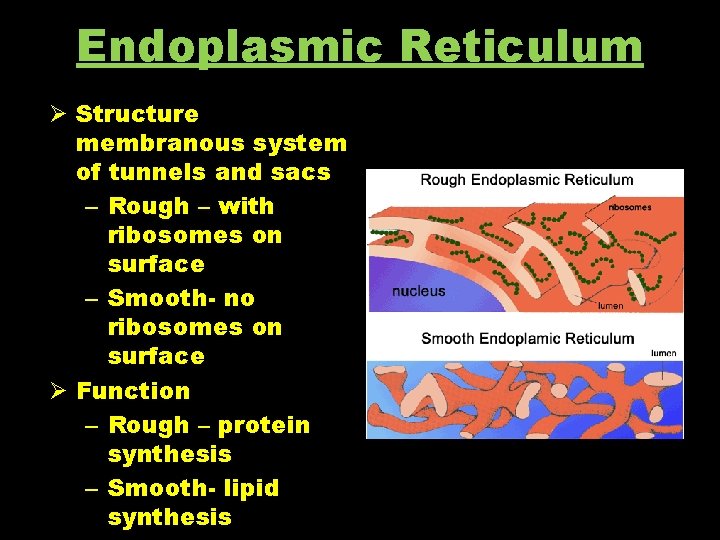 Endoplasmic Reticulum Ø Structure membranous system of tunnels and sacs – Rough – with