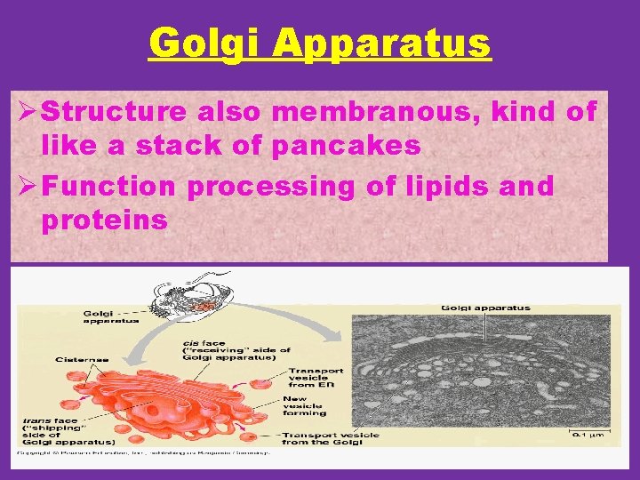 Golgi Apparatus Ø Structure also membranous, kind of like a stack of pancakes Ø
