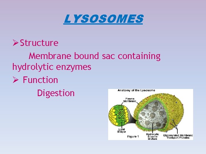 LYSOSOMES Ø Structure Membrane bound sac containing hydrolytic enzymes Ø Function Digestion 