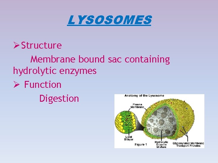 LYSOSOMES Ø Structure Membrane bound sac containing hydrolytic enzymes Ø Function Digestion LYSOSOMES Ø Structure Membrane bound sac containing hydrolytic enzymes Ø Function Digestion